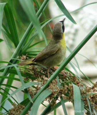 common yellowthroat