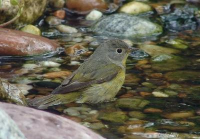 nashville warbler