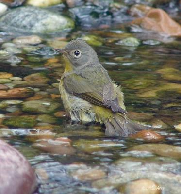 nashville warbler
