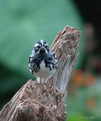 black and white warbler