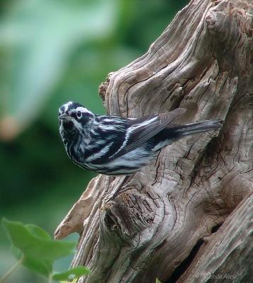 black and white warbler