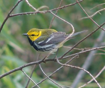 black throated green