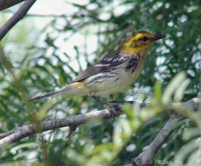 black throated green