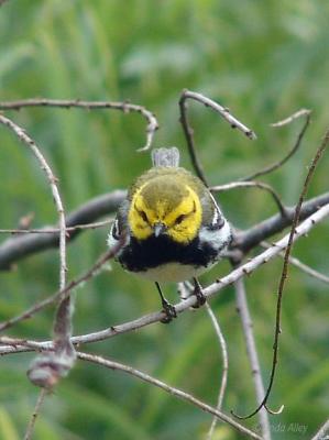 black throated green