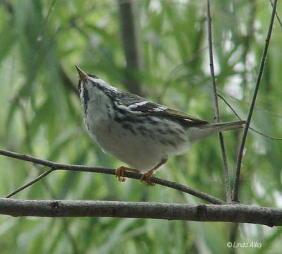 blackpoll warbler