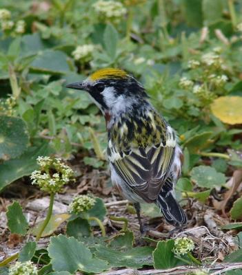chestnut sided warbler
