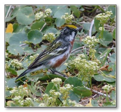 chestnut sided warbler
