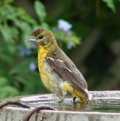 baltimore oriole