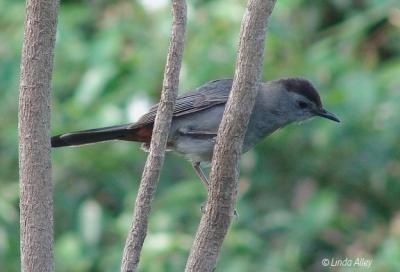 gray catbird