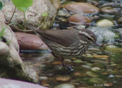 northern waterthrush