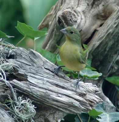 painted bunting female