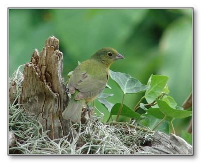 painted bunting female