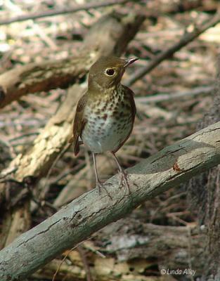 swainsons thrush