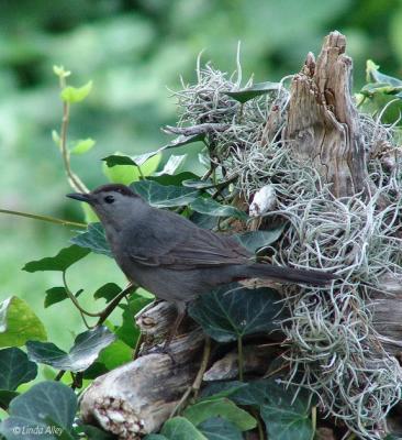 gray catbird