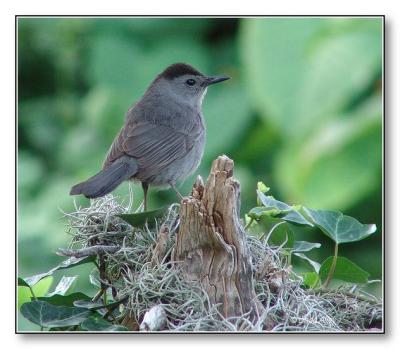 gray catbird
