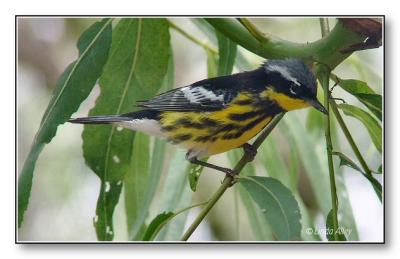 magnolia warbler