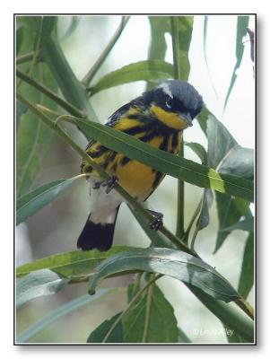 magnolia warbler