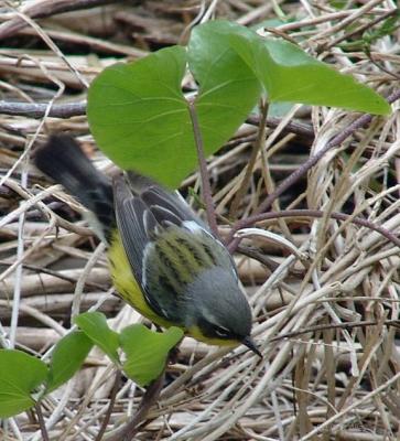 magnolia warbler