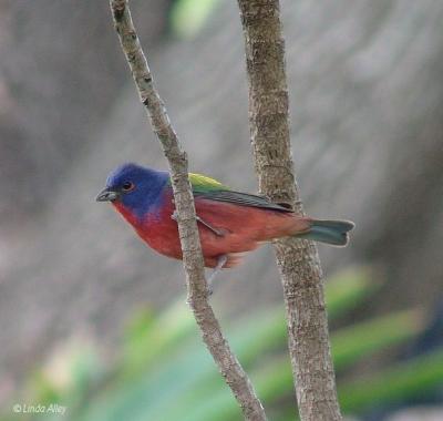 painted bunting