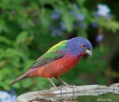 painted bunting