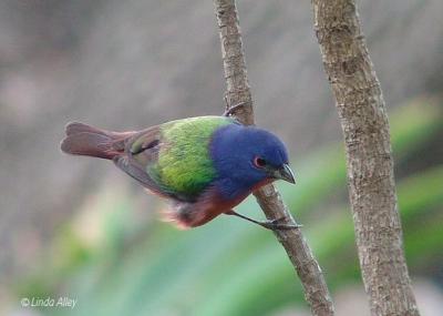 painted bunting