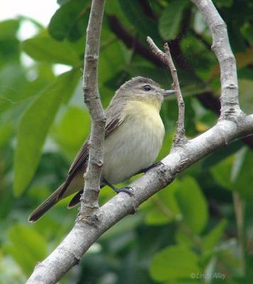 philadelphia vireo