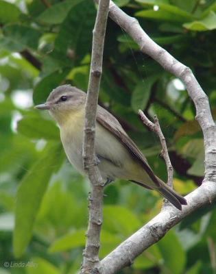 philadelphia vireo