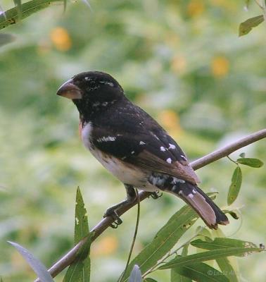 rose breasted grosbeak