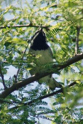 golden winged warbler