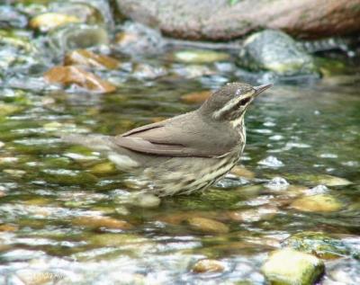 northern waterthrush