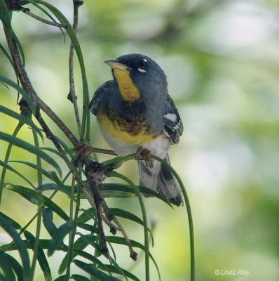parula northern