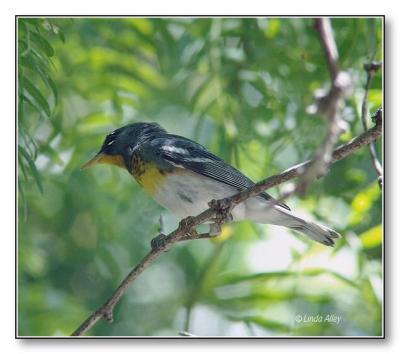 parula northern