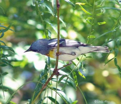 parula northern