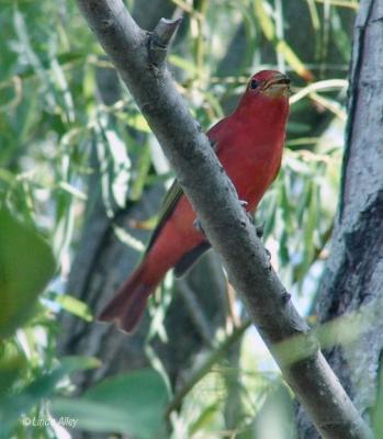 scarlet tanager male