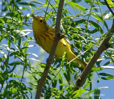 yellow warbler