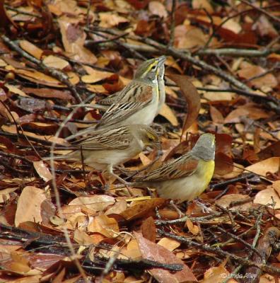dickcissels