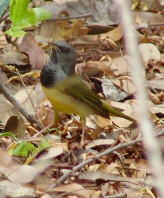 mourning warbler