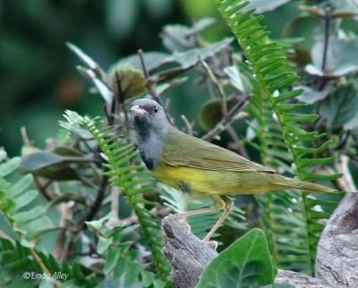 mourning warbler