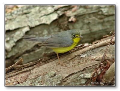 canada warbler  female