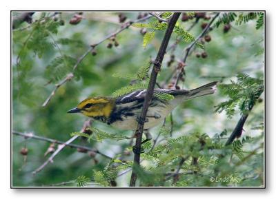 black throated green