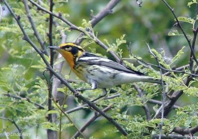 blackburnian warbler