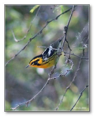 blackburnian warbler