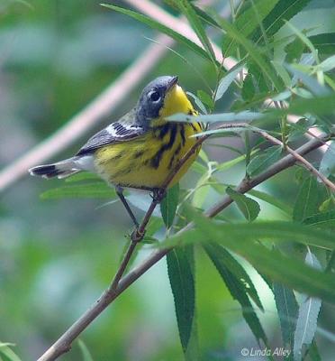 magnolia warbler