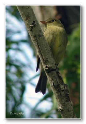 yellow bellied flycatcher