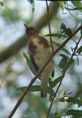 bay breasted male