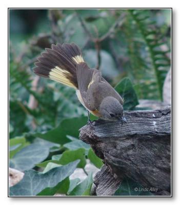 american redstart male first spring