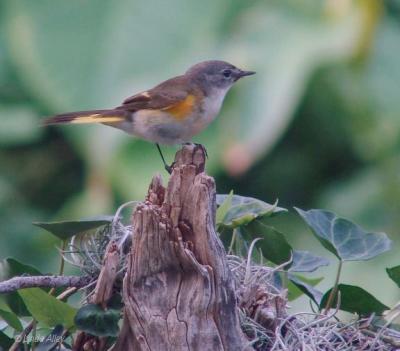redstart  male first spring