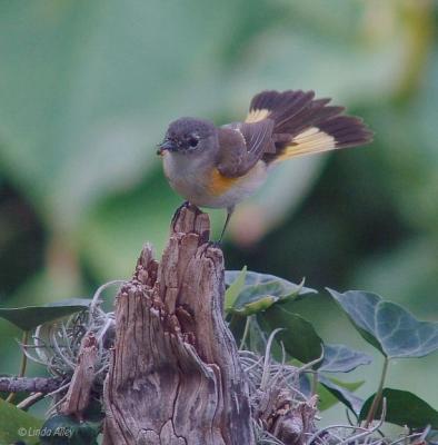 redstart male first spring