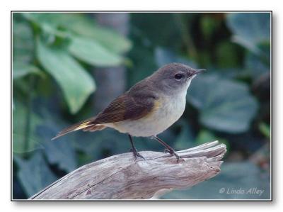 american redstart female