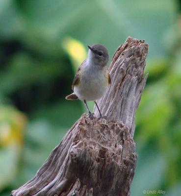 redstart female